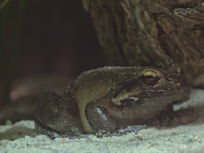 Mountain chicken frog