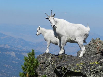 Mountain goat
