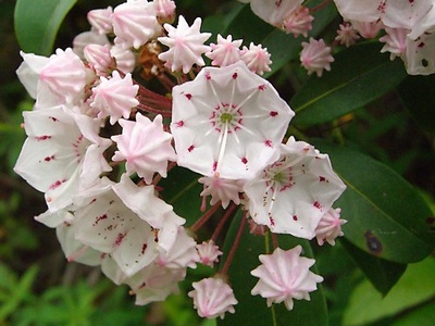 Mountain laurel