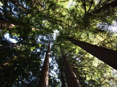 Mountain redwood