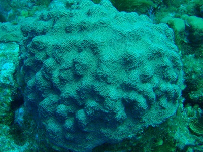 Mountainous star coral