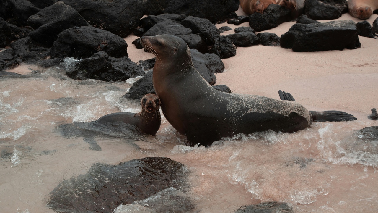 Sea lion walking upright on rocks contrasted with a harbor seal wriggling on a beach