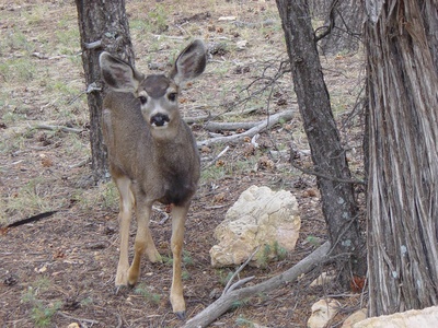 Mule deer