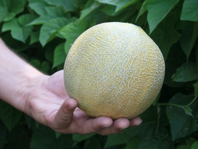Muskmelon