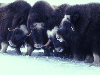 Muskox