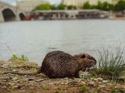 Muskrat