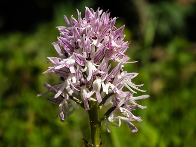 Naked man orchid