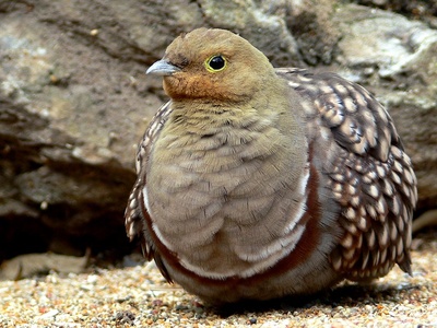 Namaqua sandgrouse