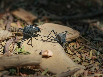 Namib darkling beetle