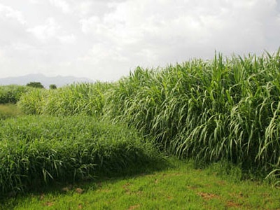 Napier grass
