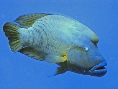 Napoleon (Humphead) wrasse