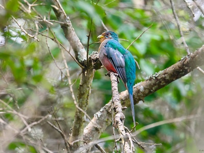 Narina trogon