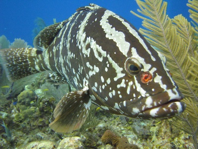 Nassau grouper