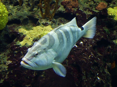 Nassau grouper