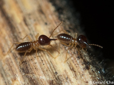 Nasute termite