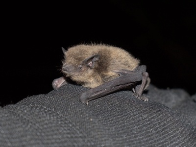 Nathusius' pipistrelle