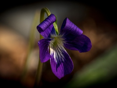 Native violet