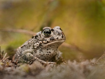 Natterjack Toad