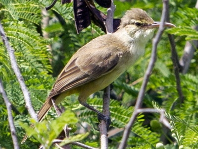 Nauru reed warbler