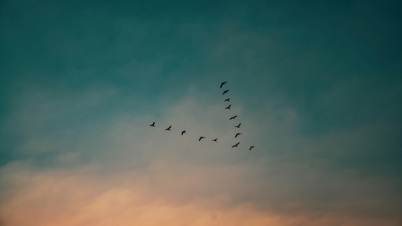 Migratory birds in flight at dusk demonstrating navigation by celestial cues.