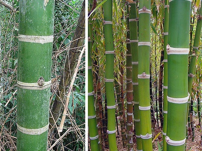 Neotropical bamboo