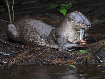 Neotropical otter