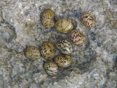 Nerite snails