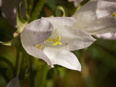 Nettle-leaved bellflower