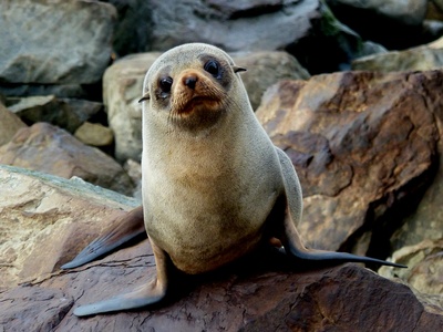 New Zealand fur seal
