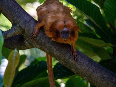 New Zealand long-tailed bat