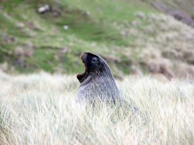 New Zealand sea lion
