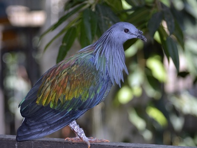 Nicobar pigeon