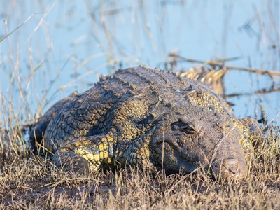 Nile crocodile