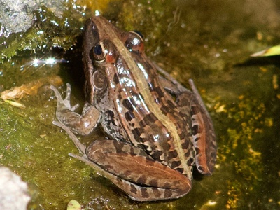 Nile grass frog