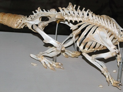 Nine-banded armadillo