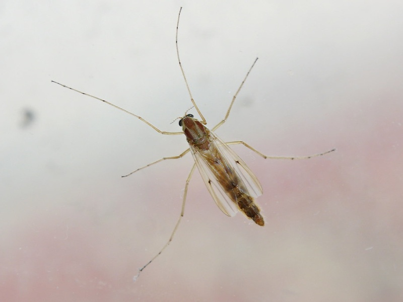 Terga Insects Taiga Insects: The Complete List - Flora Fauna Fun