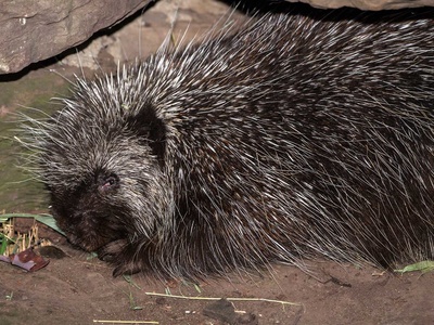 North American porcupine