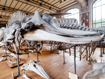 Northern bottlenose whale