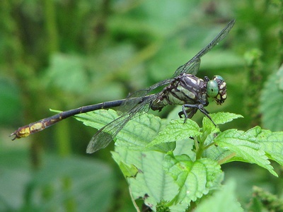 Northern emerald dragonfly