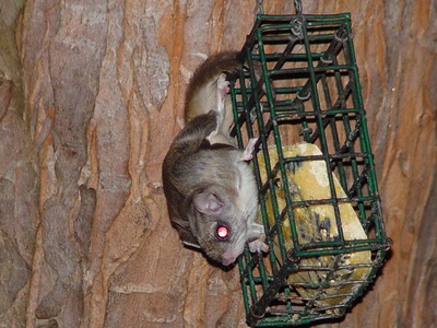 Northern flying squirrel