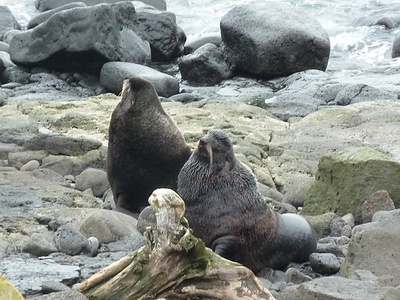 Northern fur seal