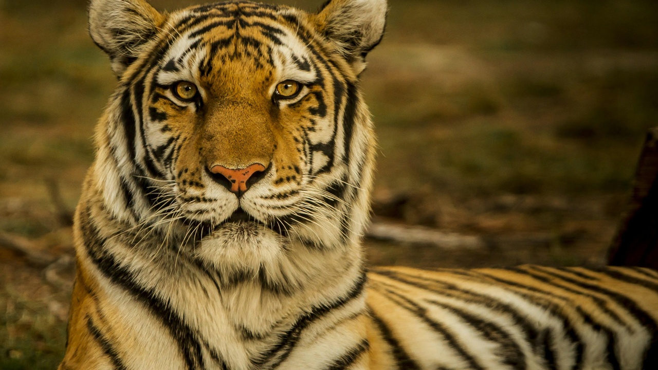 Siberian tiger, brown bear, and polar bear representing Russia's large mammals