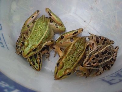 Northern Leopard Frog