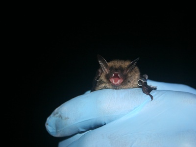 Northern long-eared bat