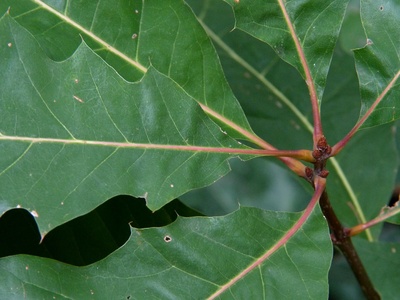 Northern red oak