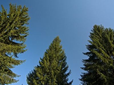Norway spruce