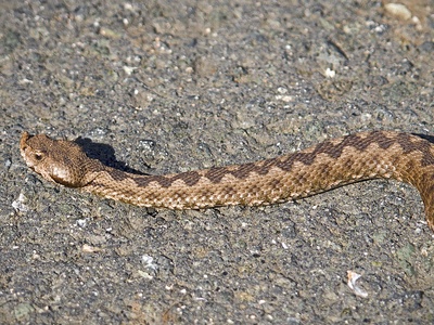 Nose-horned viper