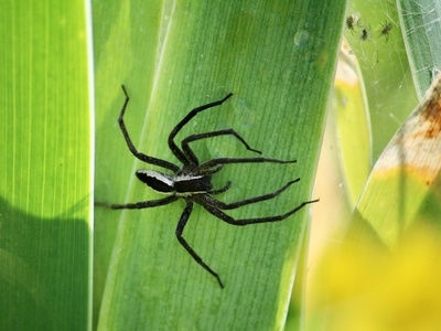 Nursery web spider