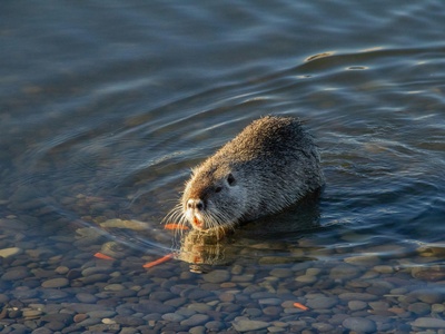 Nutria (Coypu)