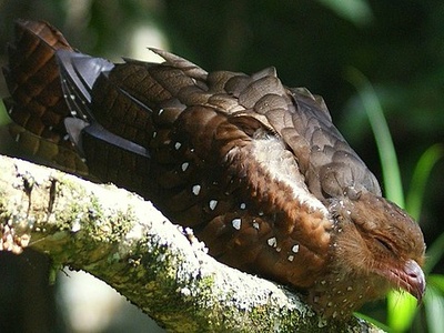 Oilbird